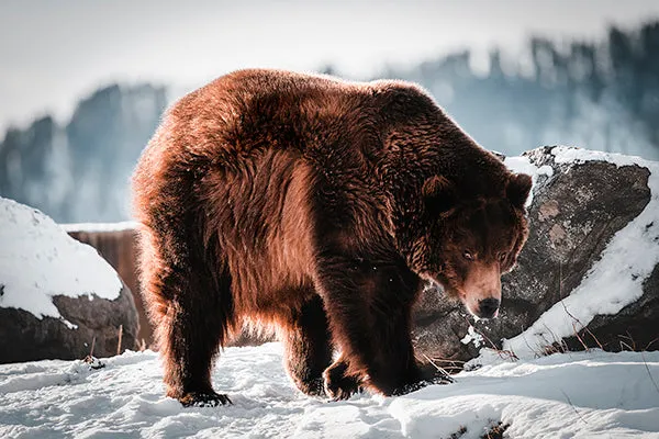 Escape from Hibernation by Adam Mowery