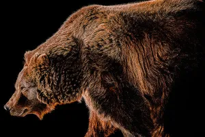 Grizzled 1 by Adam Mowery
