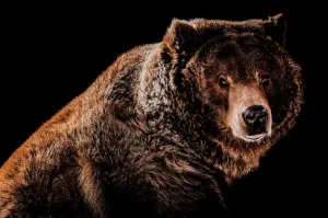 Grizzled 2 by Adam Mowery