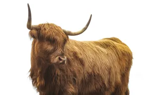 Highland Cattle II by Adam Mowery
