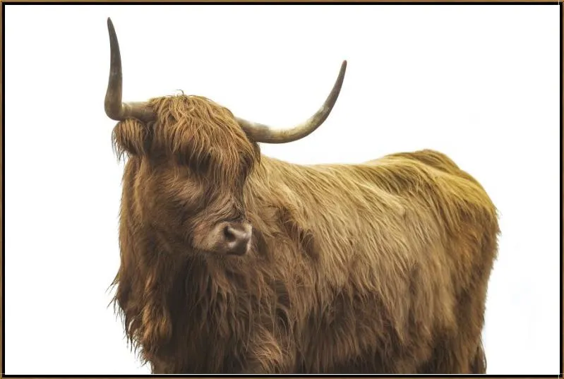 Highland Cattle II by Adam Mowery