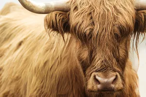 Highland Cattle III by Adam Mowery